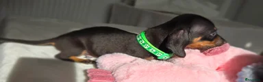 Dark Green Collar