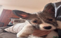 Mixed Breed dogs for sale: Siberian Husky X Staff/Lhasa Apso. Only 2 left!!  - Image 14