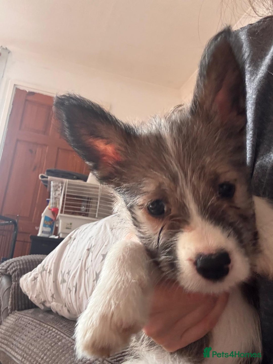 Mixed Breed dogs for sale: Siberian Husky X Staff/Lhasa Apso. Only 2 left!!  - Image 14