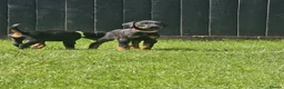 Dobermann dogs for sale: ☆☆Ready to leave Today  Black Doberman Puppies☆☆ - Advert 16