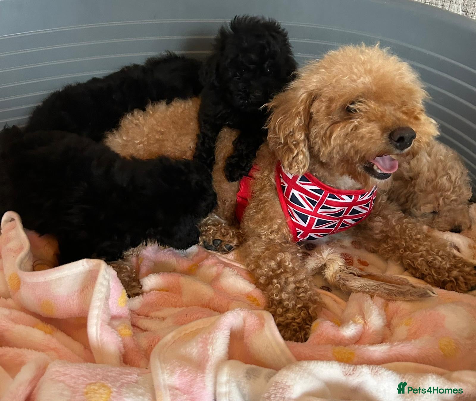 Toy Poodle dogs TOY POODLE GIRLS AND BOYS READ NOW  - Advert 3