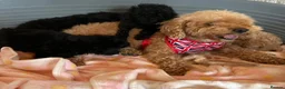 Toy Poodle dogs for sale: TOY POODLE GIRLS AND BOYS READ NOW  - Advert 8