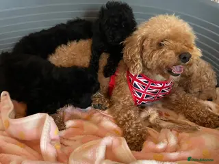 Toy Poodle dogs TOY POODLE GIRLS AND BOYS READ NOW - Advert 3