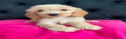 Cockapoo dogs for sale: Cockerpoo Puppies  - Advert 28