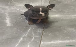 Mixed Breed dogs for sale: Frenchie x pocket bully  - Image 9