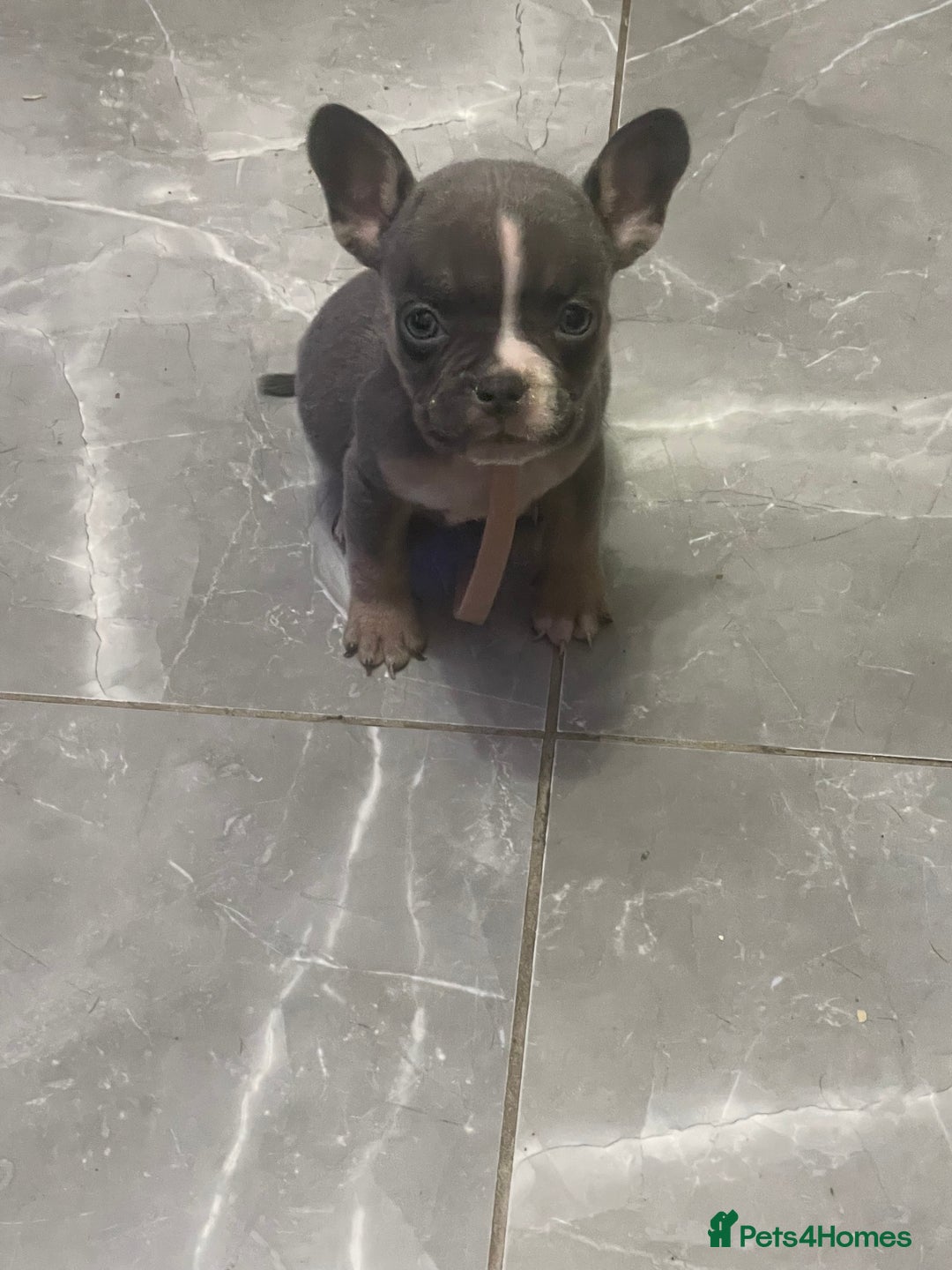 Mixed Breed dogs for sale: Frenchie x pocket bully  - Image 9