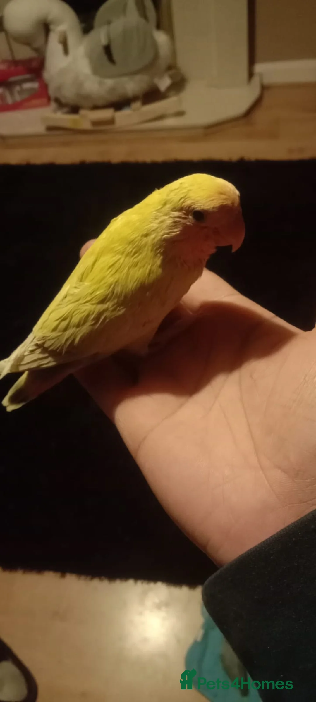 Lovebirds birds for sale: 8 tame lovebirds  - Advert 10