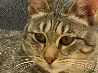 Savannah cats PDGREE BROWN SPOT LOVIN SAVANNAH GIRL F5SBT - Advert 13