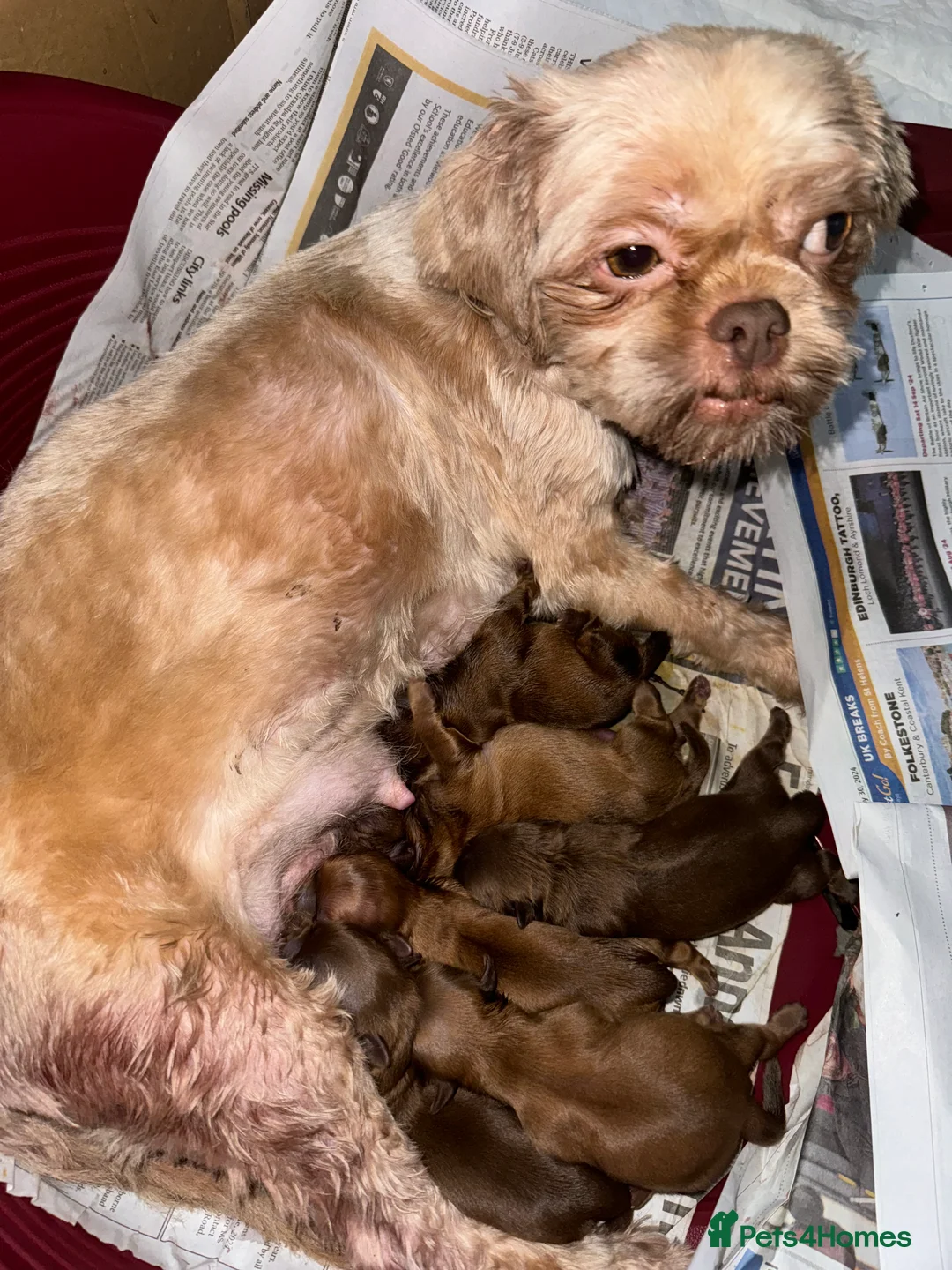 Shih Tzu dogs for stud: stunning chocolate stud boy  in Saint Helens - Advert 23