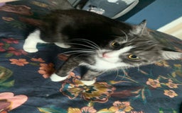 Mixed Breed cats for sale: Mixed breed Kitten ready for her home - Image 1