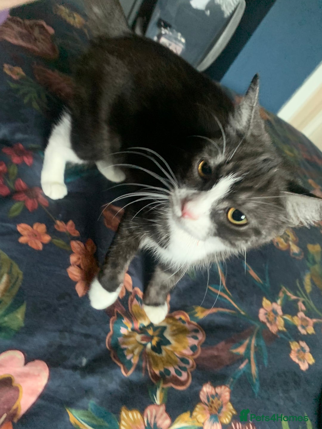 Mixed Breed cats for sale: Mixed breed Kitten ready for her home - Image 1
