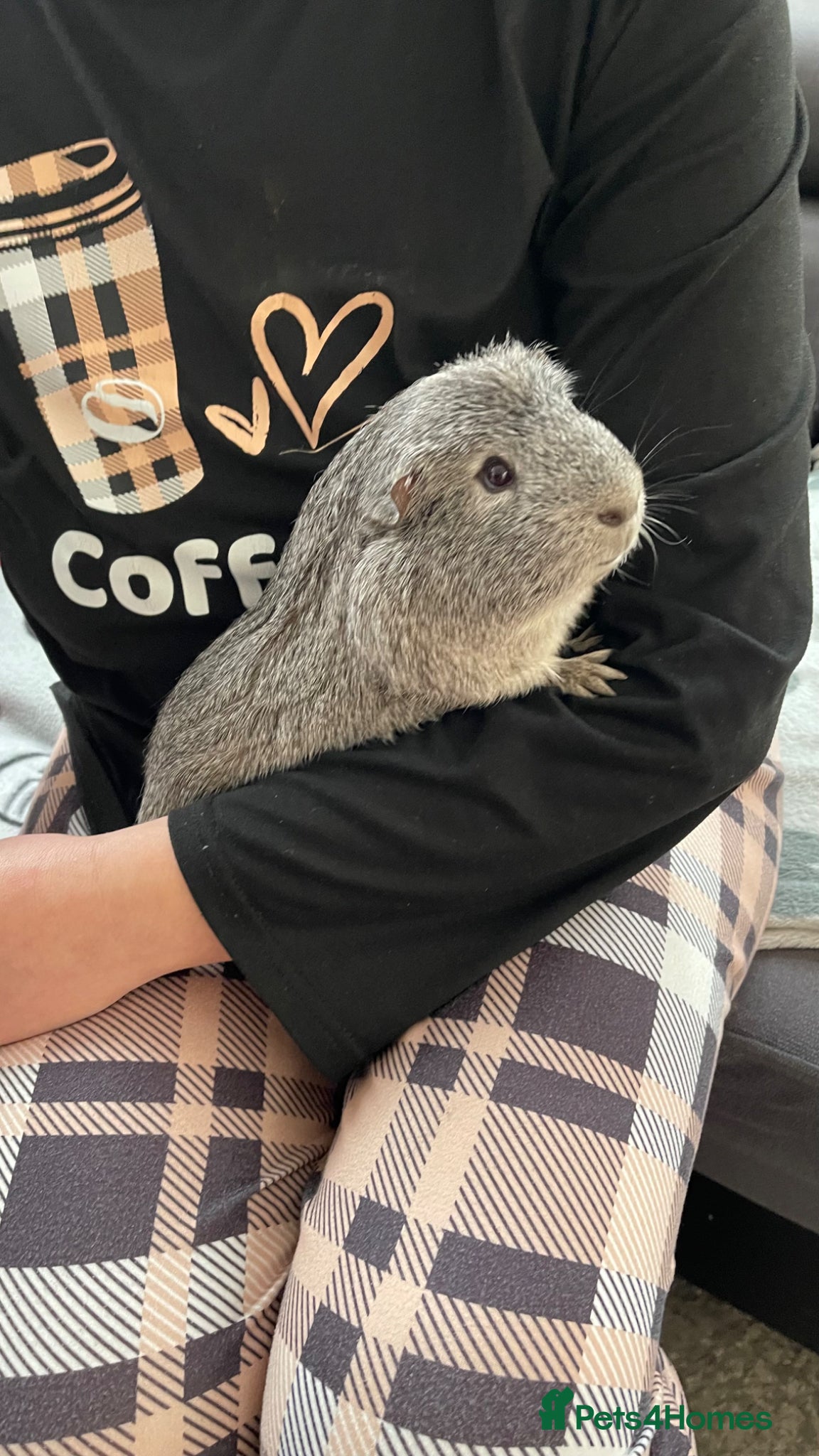 Guinea Pig rodents Chipy - Advert 2