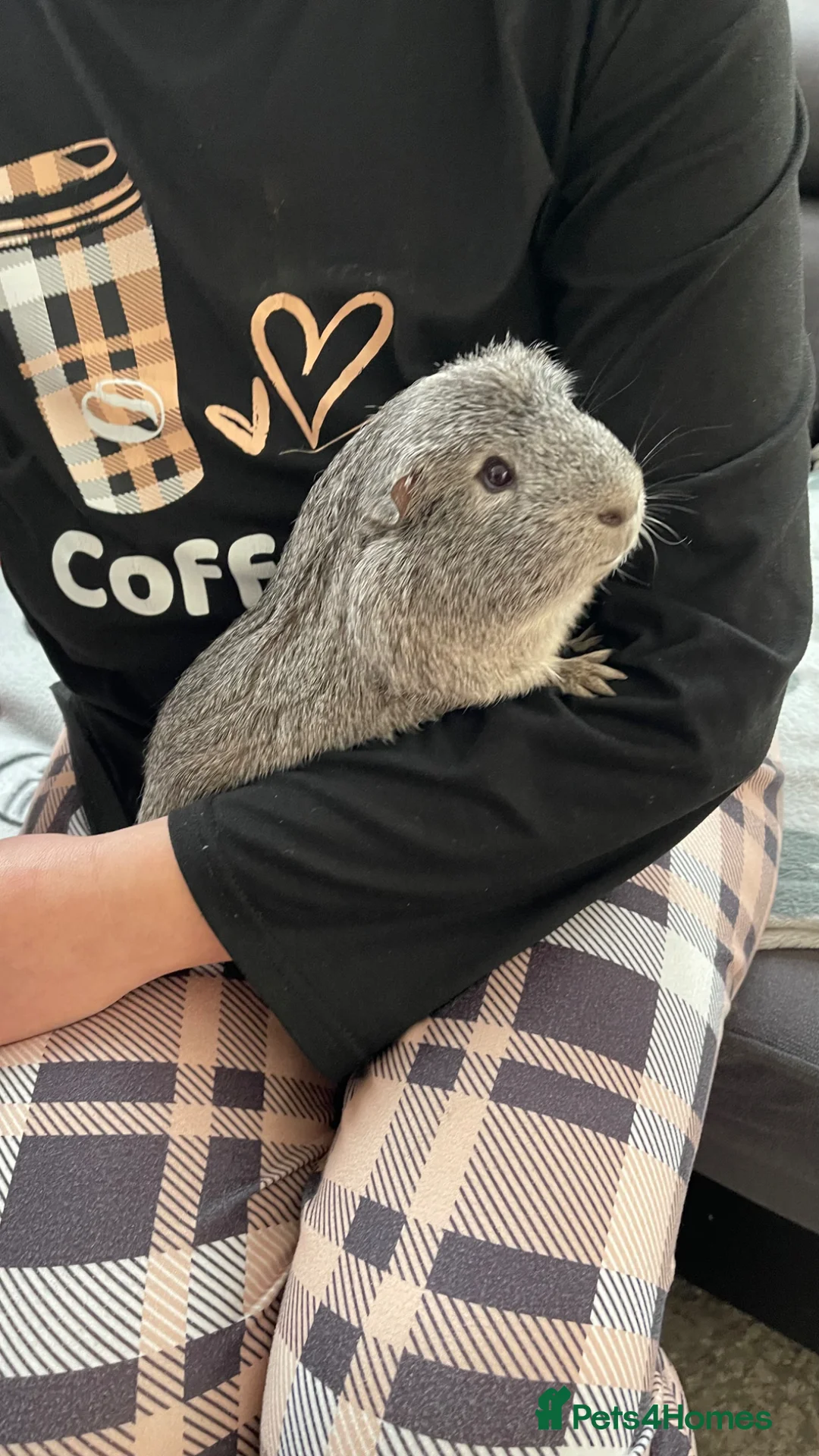 Guinea Pig rodents for sale: Chipy - Advert 1