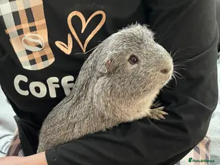 Guinea Pig rodents Chipy - Advert 1