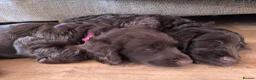 Cockapoo dogs for sale: Only 2 girls left! Gorgeous Cockapoo Puppies 🐾 - Advert 4