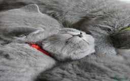 British Shorthair cats for sale: British Shorthair Kittens – GCCF Registered - Image 10