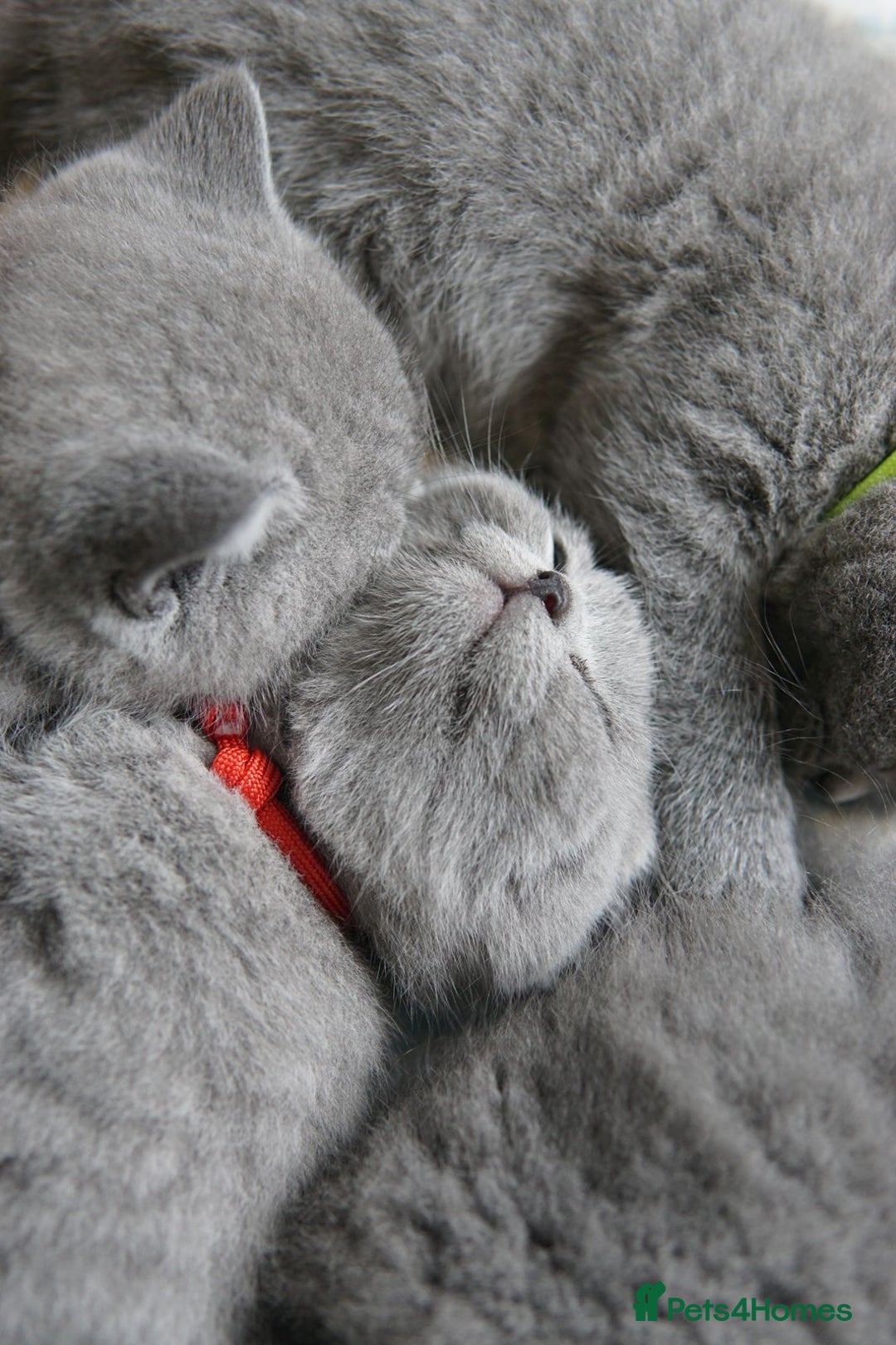 British Shorthair cats for sale: British Shorthair Kittens – GCCF Registered - Image 10