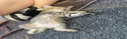 Mixed Breed cats for sale: Gorgeous 12week old tabby brother and sister - Advert 8