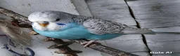 Budgerigars birds for sale: Baby budgies 8 weeks old - Advert 3