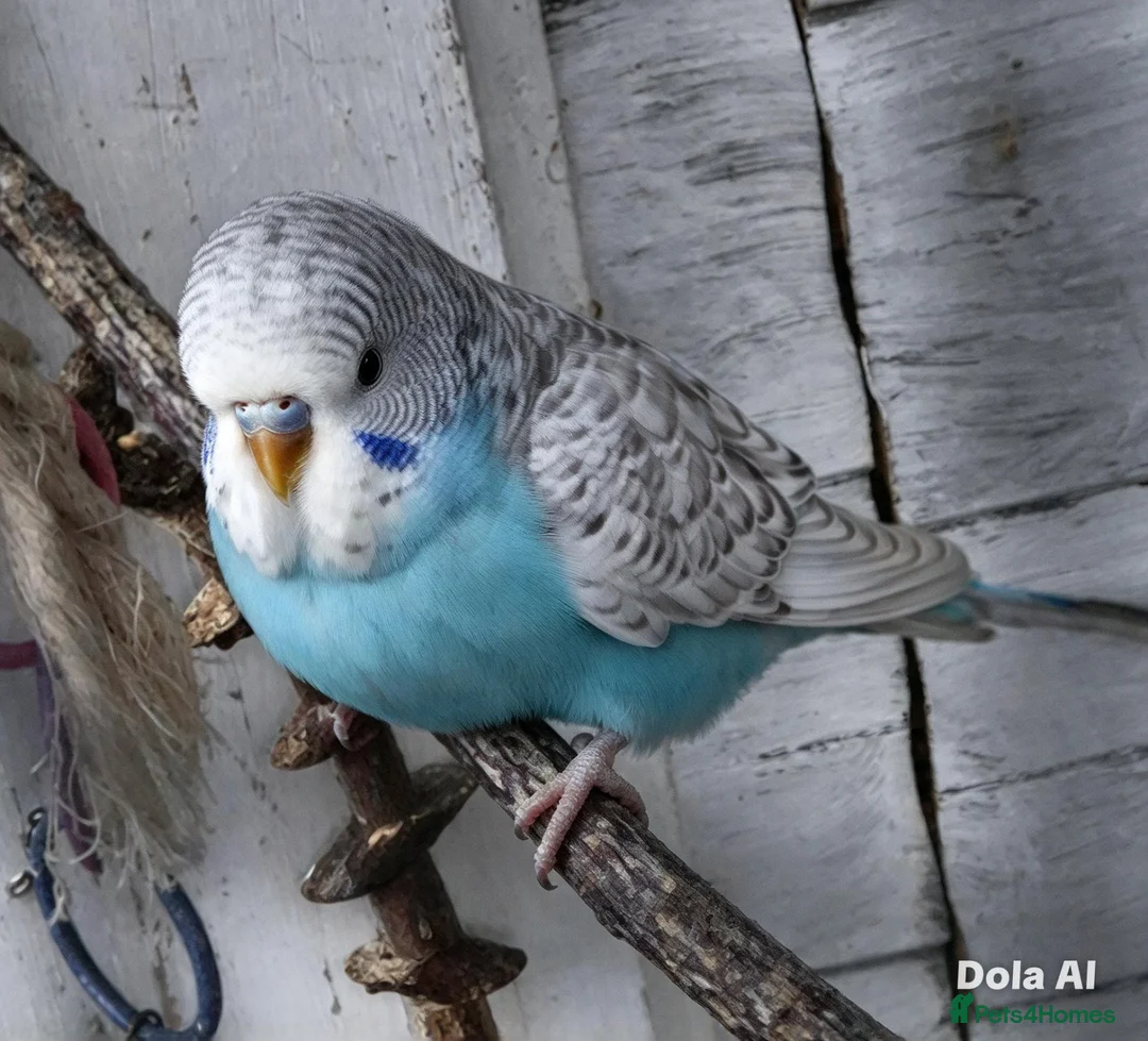 Budgerigars birds for sale: Baby budgies 8 weeks old - Advert 3