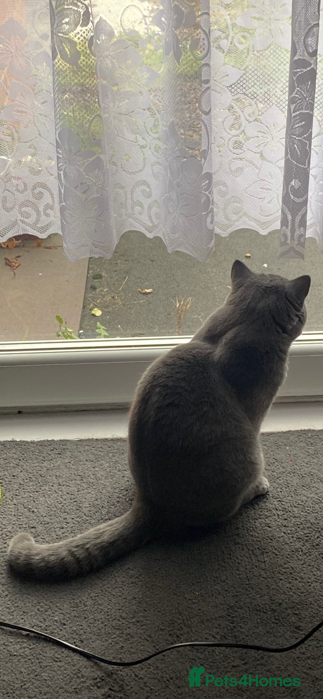 British Shorthair cats for sale: British Shorthair Male – Plush Silver Coat - Advert 11