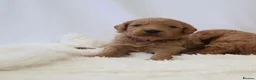 Mini Goldendoodle dogs for sale: F1 Miniature Goldendoodle’s - Advert 13
