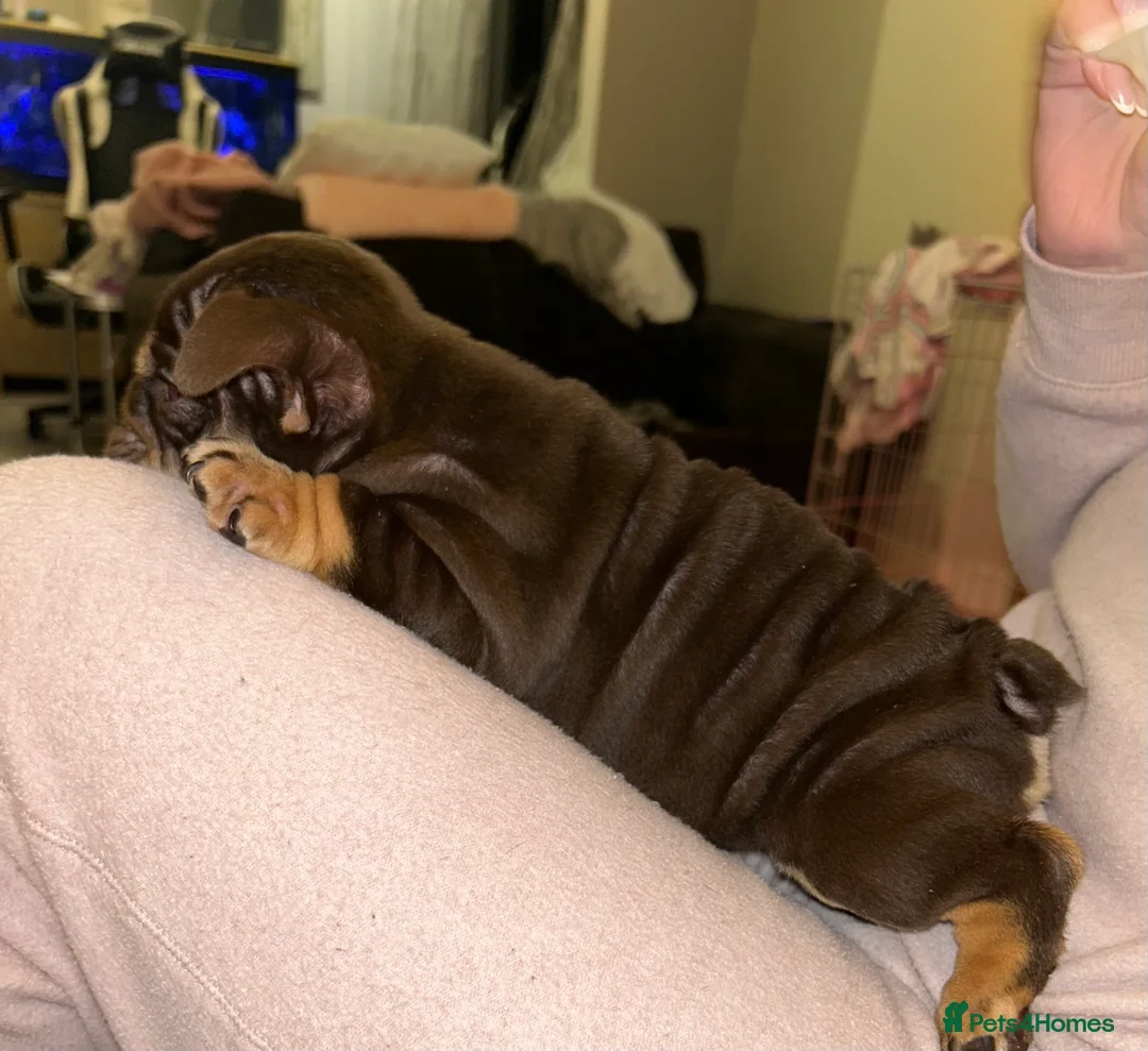 English Bulldog dogs for sale: KOBE X DARLA 5x SMALL COMPACT UNREAL🔥 - Advert 10