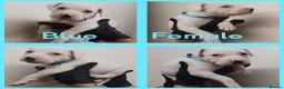 Staffordshire Bull Terrier dogs for sale: Staffordshire bull terrier  - Advert 4