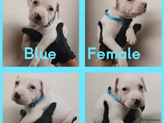 Staffordshire Bull Terrier dogs Staffordshire bull terrier - Advert 8