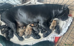 Cane Corso dogs for sale: Pure breed cane corso  - Image 24