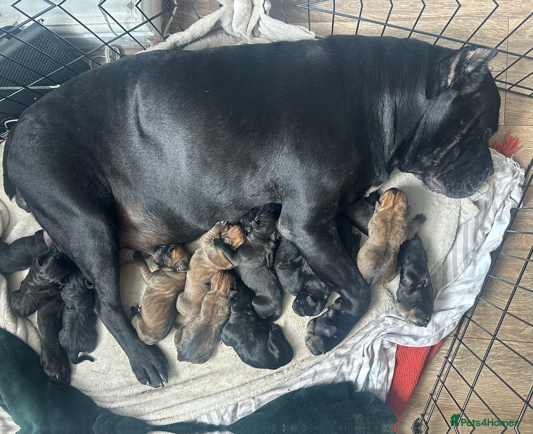 Cane Corso dogs for sale: Pure breed cane corso  - Image 24
