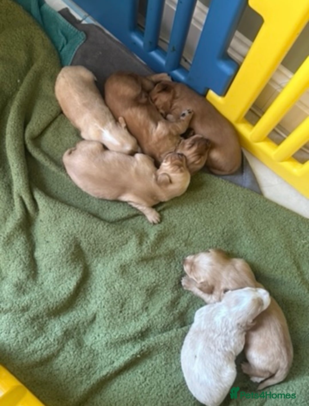Cockerdor dogs for sale: Lovely Cockerdor puppies for sale  - Advert 29
