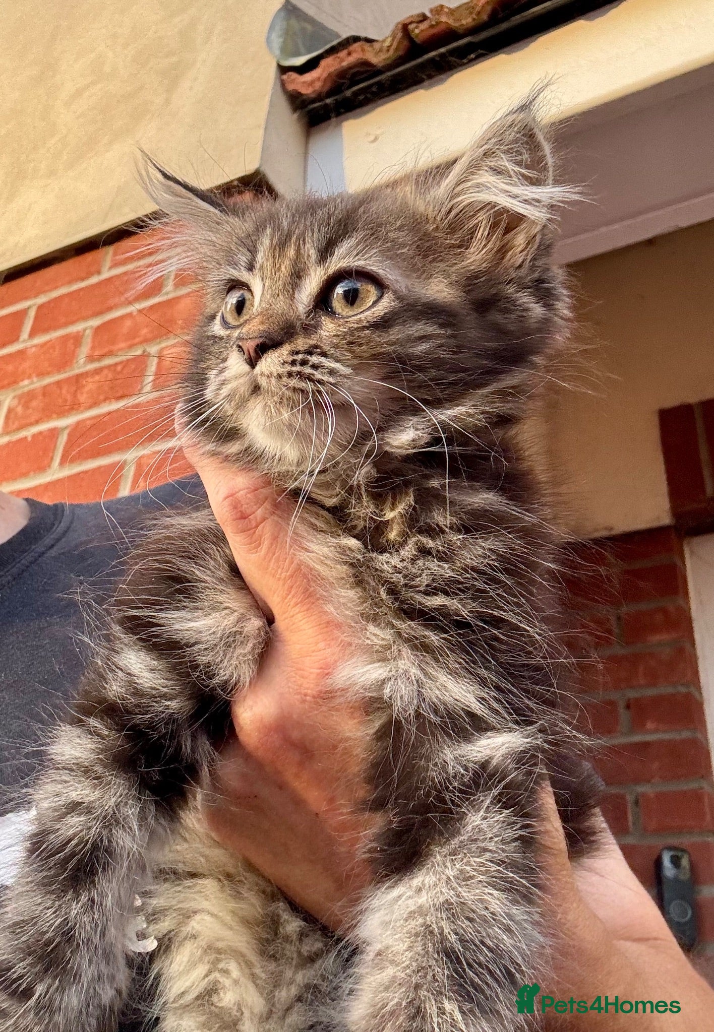 Mixed Breed cats Last 2 maine coon cross persian kittens - Advert 1