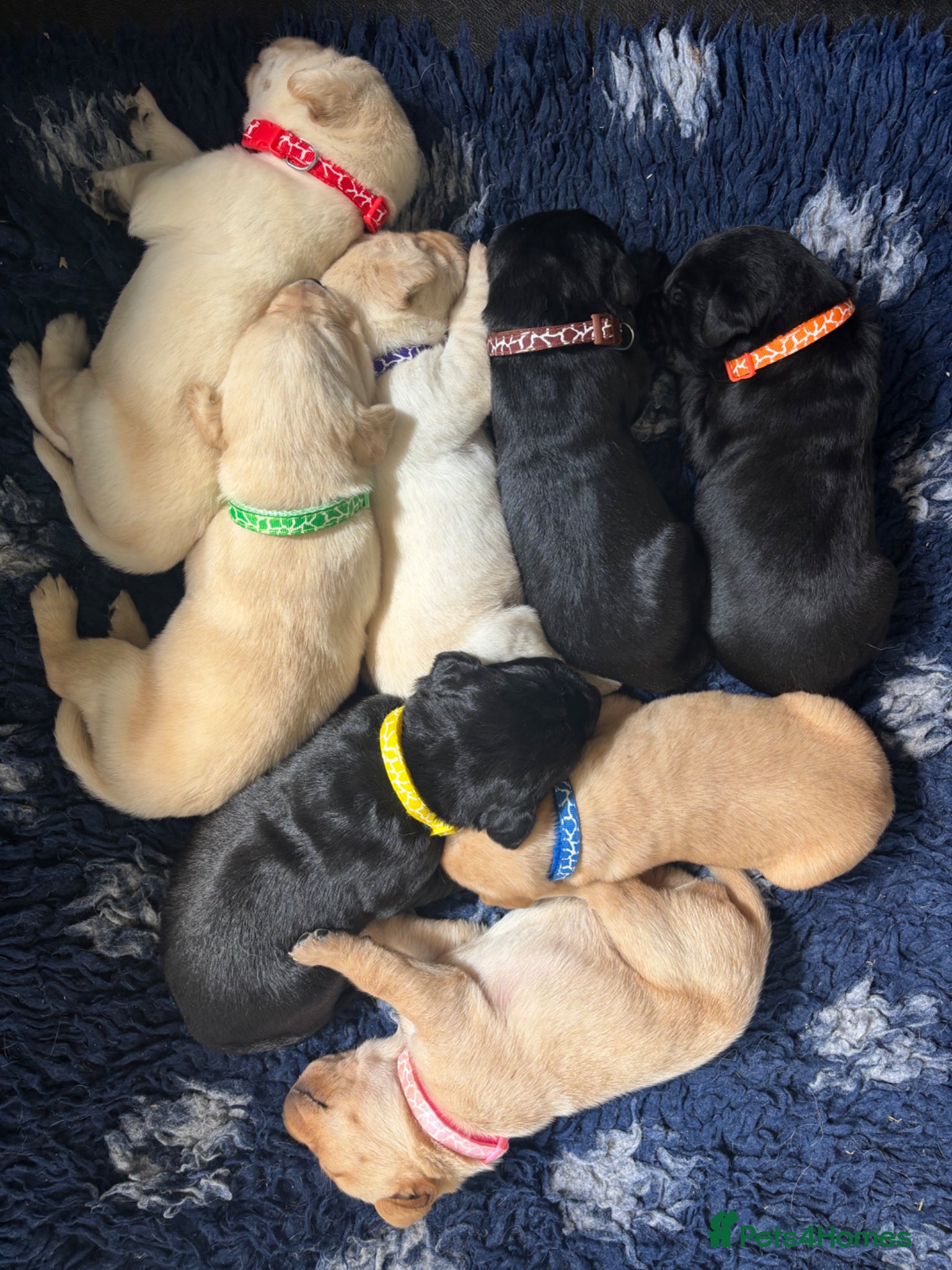 Labrador Retriever dogs Stunning, Health Tested Parents, KC Lab Puppies - Advert 2