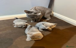 Russian Blue cats for sale: Adorable Russian blue kitten champion bloodline - Image 16