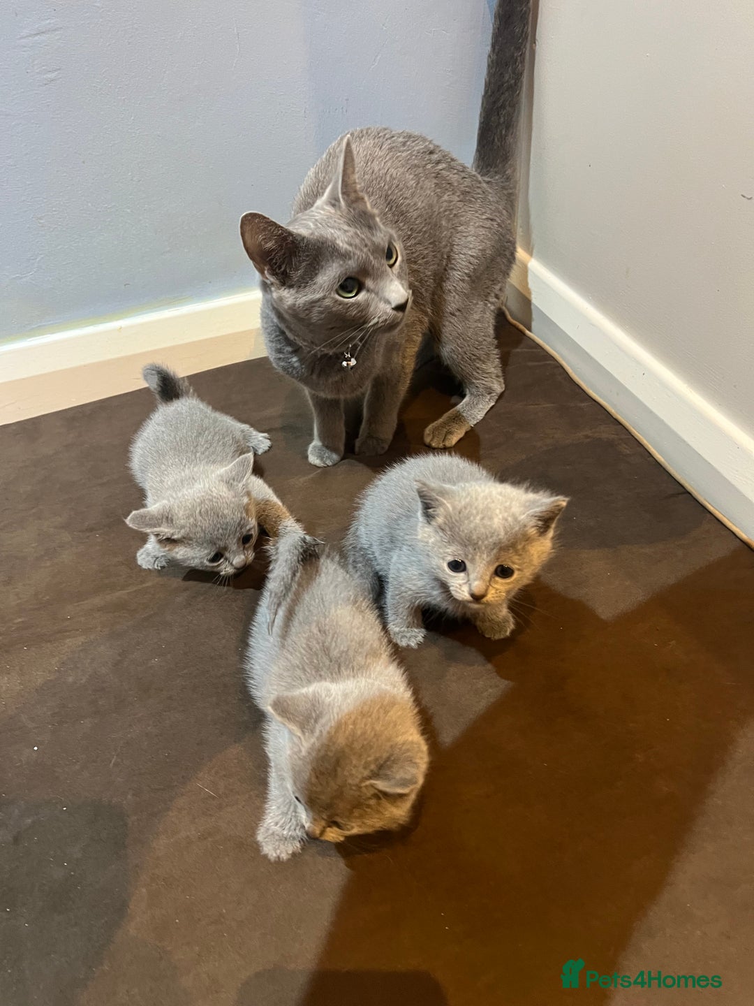 Russian Blue cats for sale: Adorable Russian blue kitten champion bloodline - Image 16