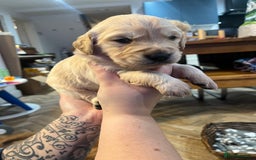 Golden Retriever dogs for sale: Gorgeous litter of 9 Golden Retrievers  - Image 13