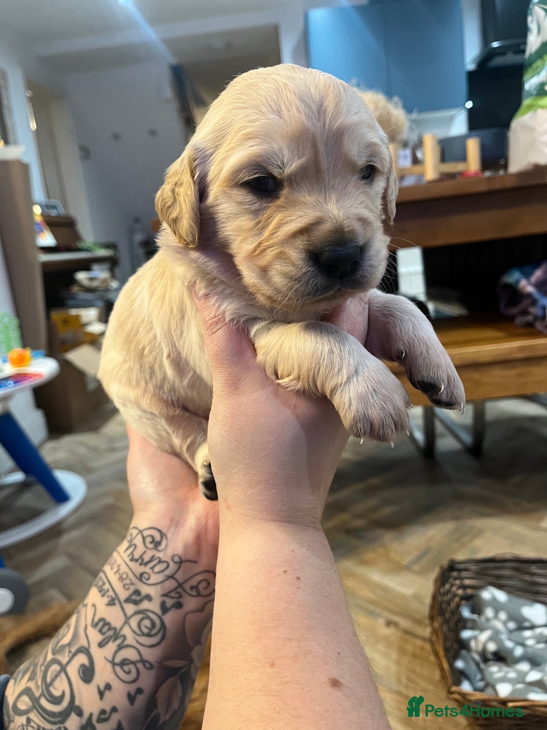 Golden Retriever dogs for sale: Gorgeous litter of 9 Golden Retrievers  - Image 13