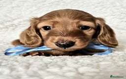 Miniature Dachshund dogs for sale: Lovely Longhaired Red Boy Available - Advert 1