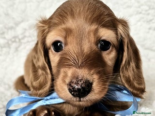 Miniature Dachshund dogs - Advert 14