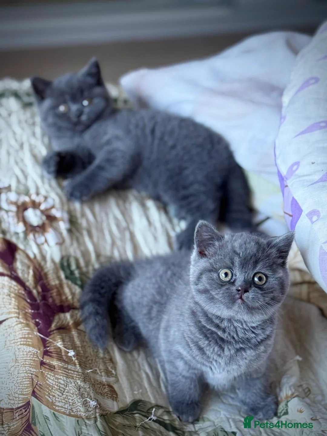 British Shorthair cats for sale: British Shorthair Kitten - Advert 9