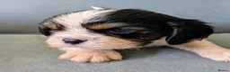 Cavalier King Charles Spaniel dogs for sale: Fabulous cavalier king Charles puppies  - Advert 29