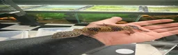 Leopard Gecko reptiles for sale: Mixed baby Leopard Geckos & 1 Black night - Advert 29