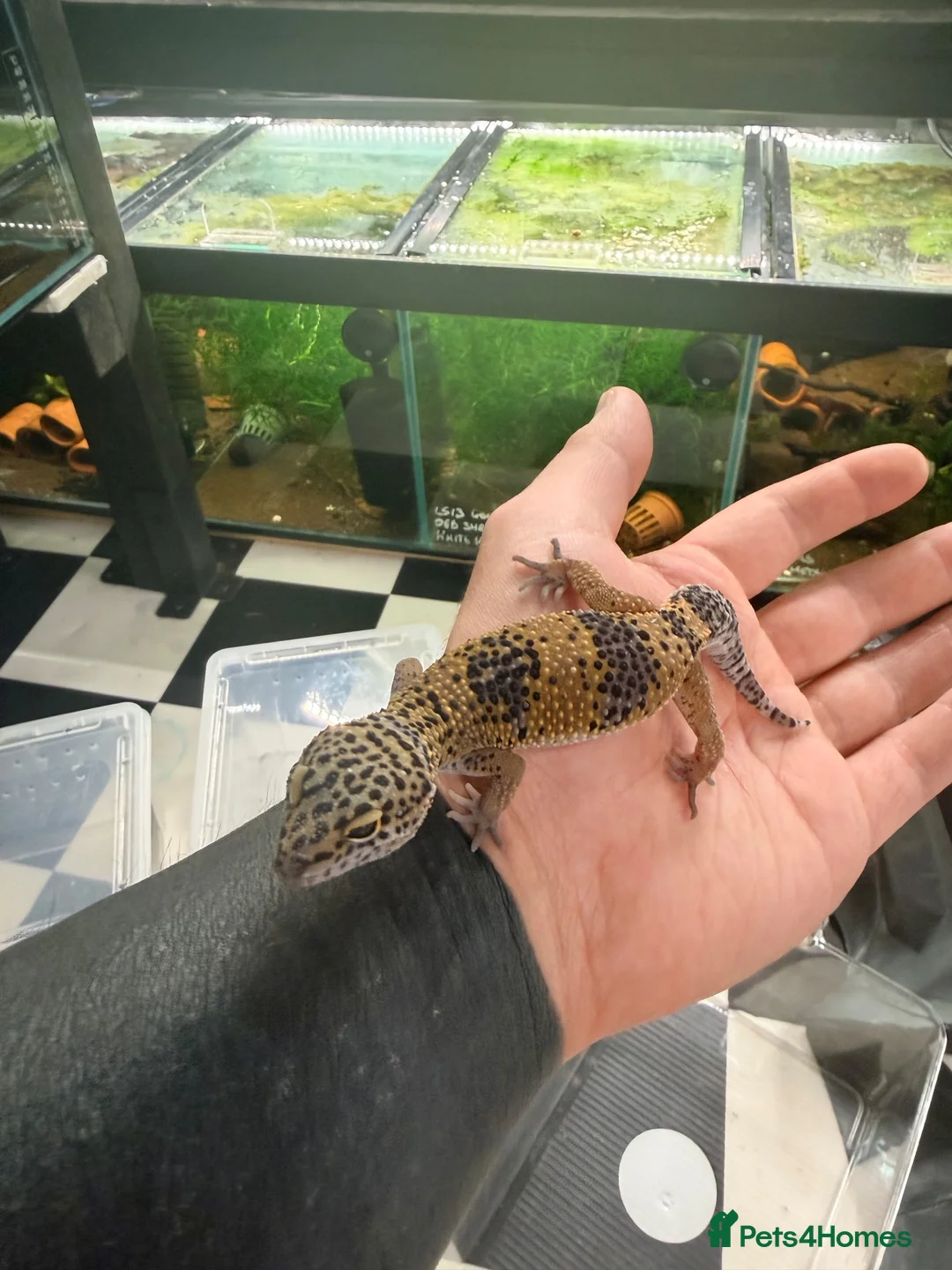 Leopard Gecko reptiles for sale: Mixed baby Leopard Geckos & 1 Black night - Advert 29