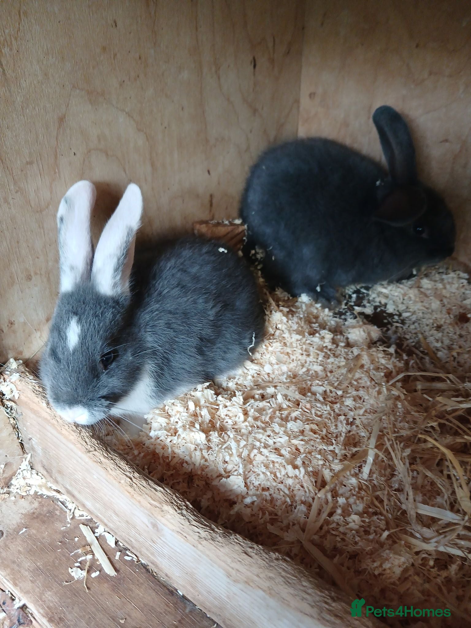 Dwarf Lop rabbits French lops - Advert 1