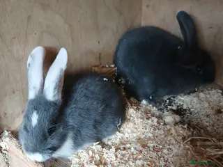 Dwarf Lop rabbits French lops - Advert 4