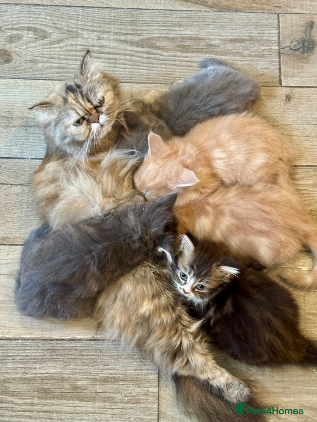 Mixed Breed cats for sale: Maine coon cross persian beatiful kittens  - Advert 2