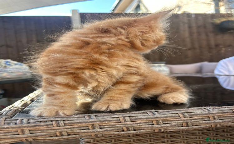 Maine Coon cats - Advert 3