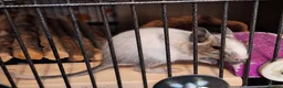Degus rodents for sale: Bonded Trio Young Degu brothers  - Advert 3