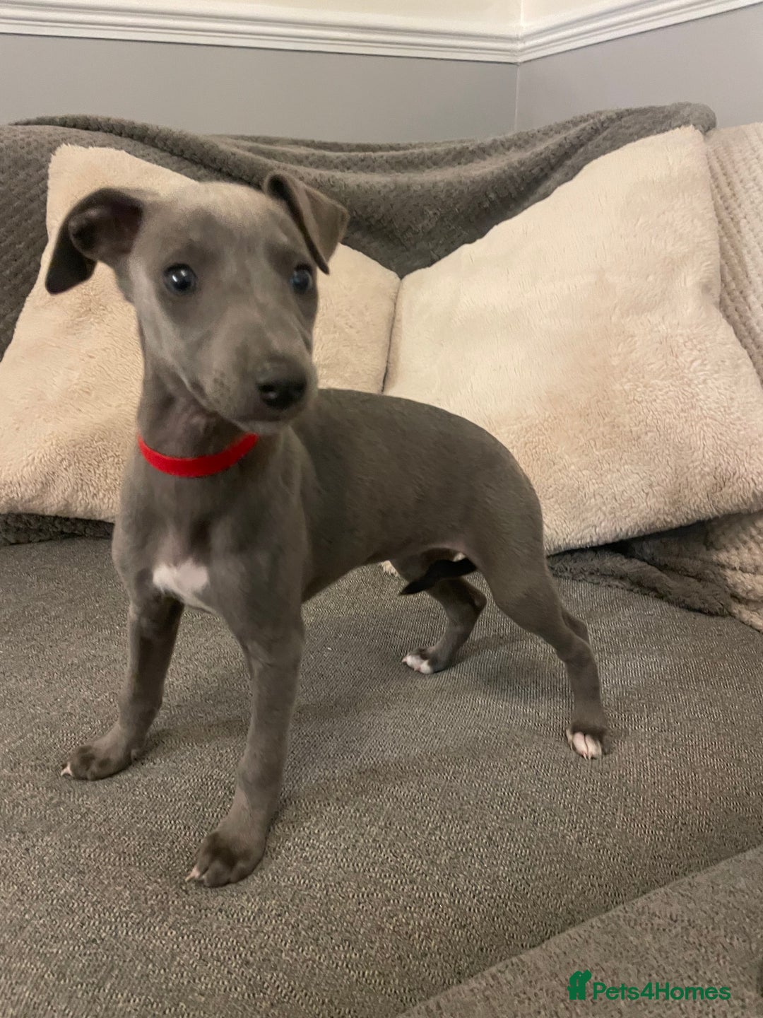Whippet dogs for sale: ⭐️ Beautifully bred whippet pups ⭐️ - Image 10